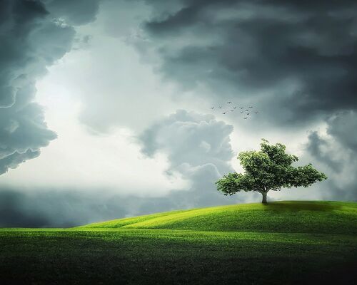 tree-832079_1280